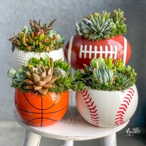 Sports Ball Succulent Arrangement | Ceramic Football Planter | Ceramic Golf Ball Planter | Ceramic Basketball Planter | Ceramic Baseball