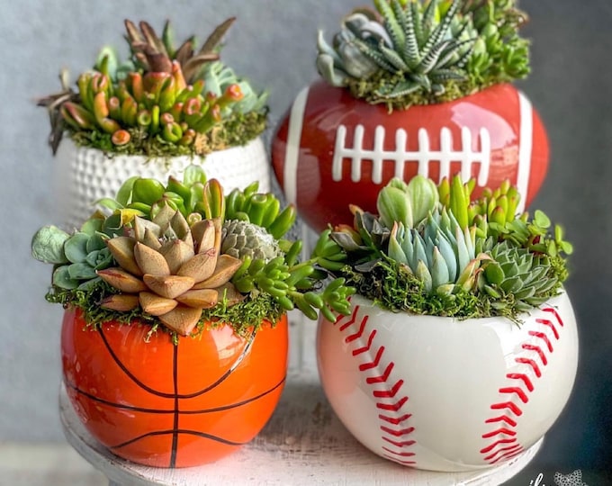 Sports Ball Succulent Arrangement | Ceramic Football Planter | Ceramic Golf Ball Planter | Ceramic Basketball Planter | Ceramic Baseball