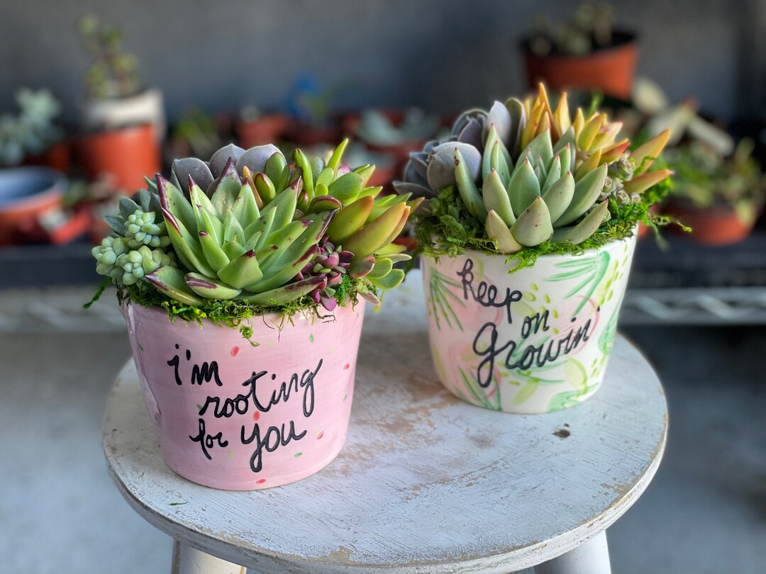 Encouraging Words Succulent Arrangement, Live Succulent Arrangement