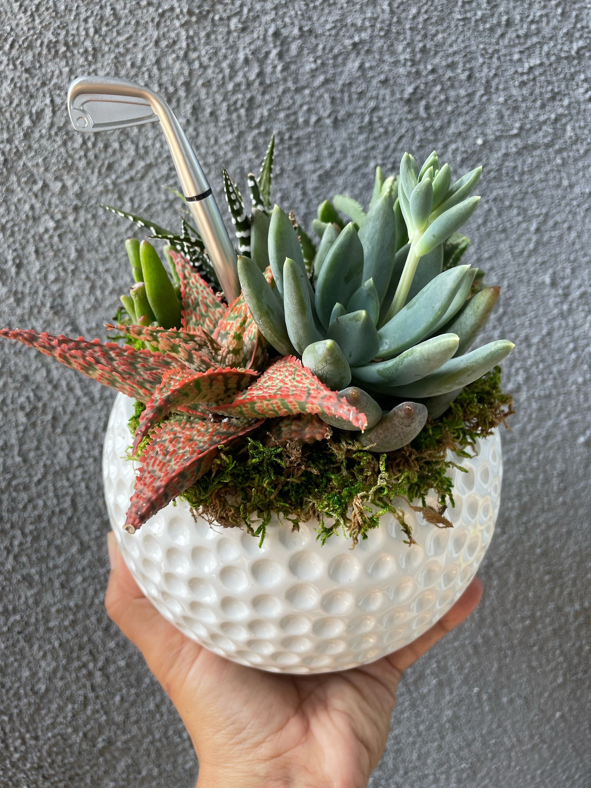 Sports Ball Succulent Arrangement | Ceramic Football Planter | Ceramic Golf  Ball Planter | Ceramic Basketball Planter | Ceramic Baseball - Etsy