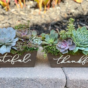 Gratitude Succulent Arrangement | Live Succulent Arrangement | Thanksgiving Gift | Hostess/Host Gifts | Unique Gift | Succulent Planter Box