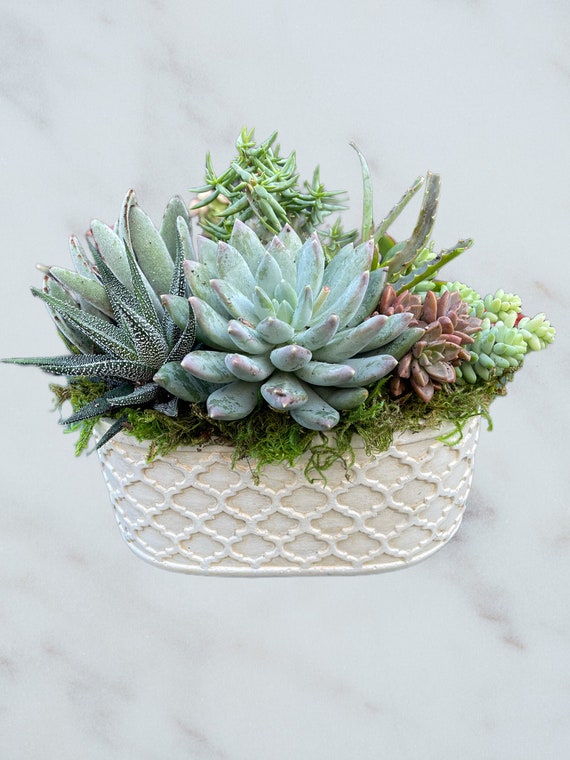succulent black knight Black Knight, 10 Seeds, Echeveria affinis, Succulent Seeds