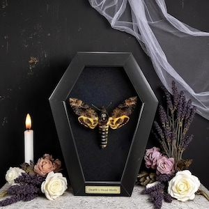 Framed Death’s-head Hawkmoth in Coffin Frame, Real Acherontia Atropos Moth, Gothic Insect Specimen, Curiosity Gift, Decor Gift P3302LĐ