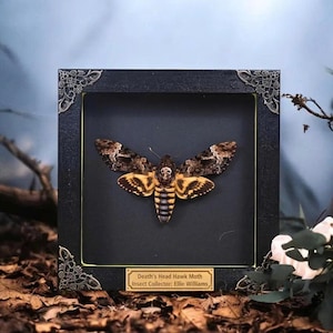 Death's Head Moth • Personalized Real Death's Head Moth Frame • Death Moth • Death Moth Framed • Butterfly Taxidermy, Insect Wall Decor P1LĐ