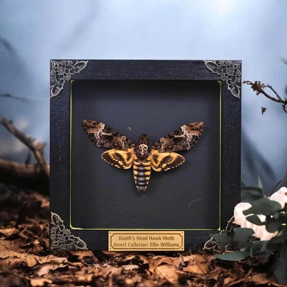 蝶　剥製 61Mk7+yuuXL._AC_UF350,