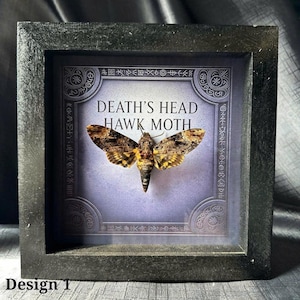 Death’s Head Moth–Minimalist Gothic Wall Art Gift•Personalized Real Death&#39;s Head Moth Frame•Butterfly Taxidermy,Insect Wall Decor P1LĐ