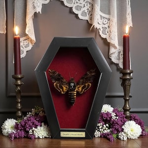 Real Death Head Moth Acherontia Coffin Frame, Black Gothic Decor, Skull Moth Oddities Curiosities Gallery, Dark Gothic Wall Decor P3302LĐ
