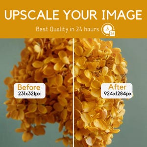 以下が含まれることがあります： 黄色い花の房のクローズアップ。画像は半分に分割され、同じ花が2つの異なる解像度で表示されています。左側には、アップスケール前の画像が231x321ピクセルの解像度で表示されています。右側には、アップスケール後の画像が924x1284ピクセルの解像度で表示されています。