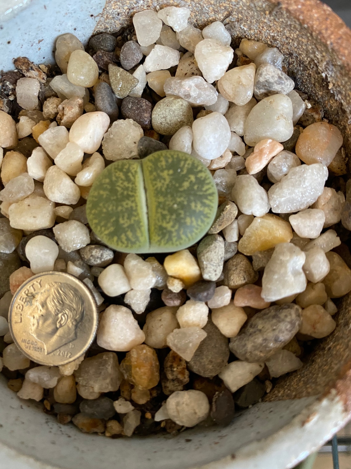 1lb 90/10 gritty soil mix for lithops and other cacti Etsy