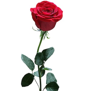 May include: A close-up of a single, deep red rose with a long green stem and leaves, isolated on a white background. The rose is in full bloom, showcasing its layered petals. The image emphasizes the rose's rich colour and the freshness of the foliage.
