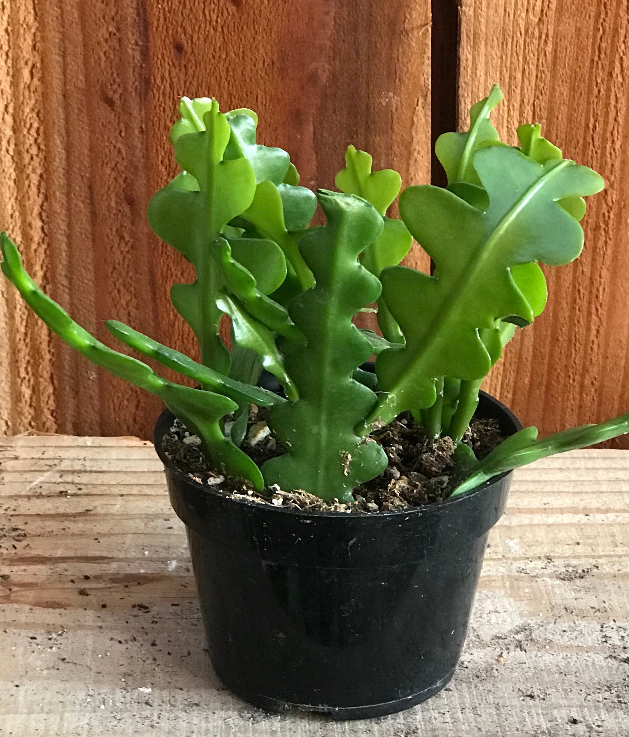 Epiphyllum Anguliger/Ric rac cactus Etsy