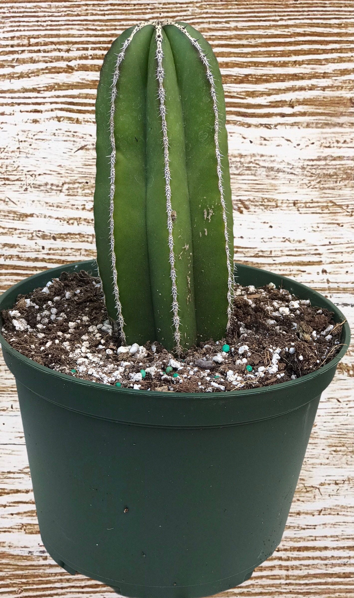 Pachycereus marginatus Mexican Post cactus Etsy