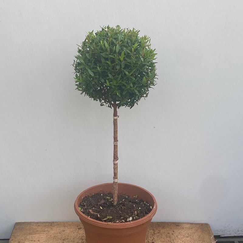 Indoor Topiary Plants - Etsy