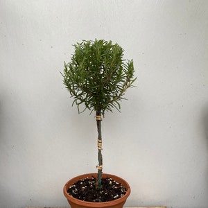 Rosemary topiary braid in an 6” pot