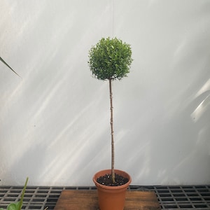 Myrtle topiary 21-24” Tall in 6" pot -  real live topiary plant