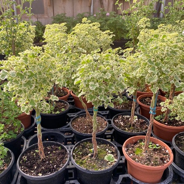 Variegated Scented Geranium Topiary 6" pot braids and twists