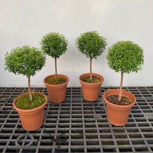 May include: Four small, potted topiary trees with spherical green foliage. The trees have slender brown trunks and are planted in terracotta pots. The pots sit on a black, grid-like surface against a white background.
