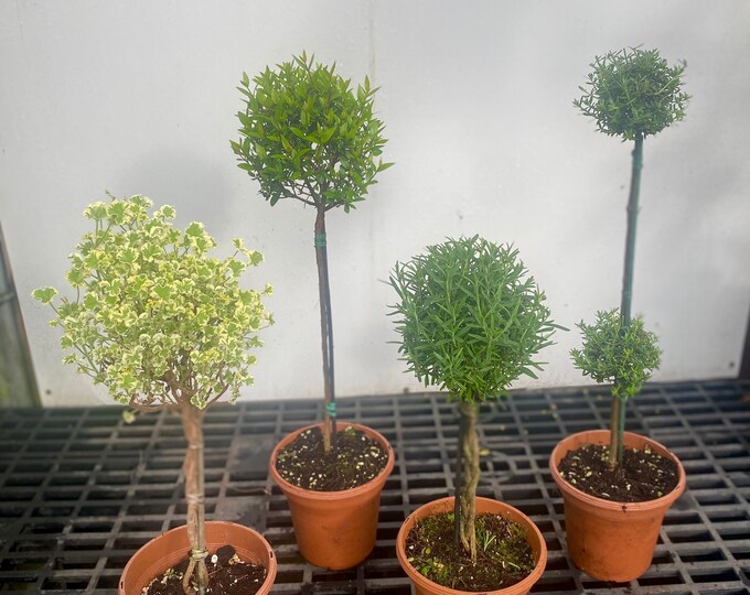 Topiary Mix 4 Pack of Live Topiaries Myrtle Rosemary Scented Geranium