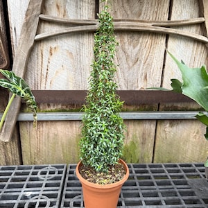 May include: A tall, slender evergreen plant in a terracotta pot. The plant has dense, small green leaves and a conical shape. The pot sits on a black plastic grid, with a wooden background. The plant is approximately 24 inches tall.