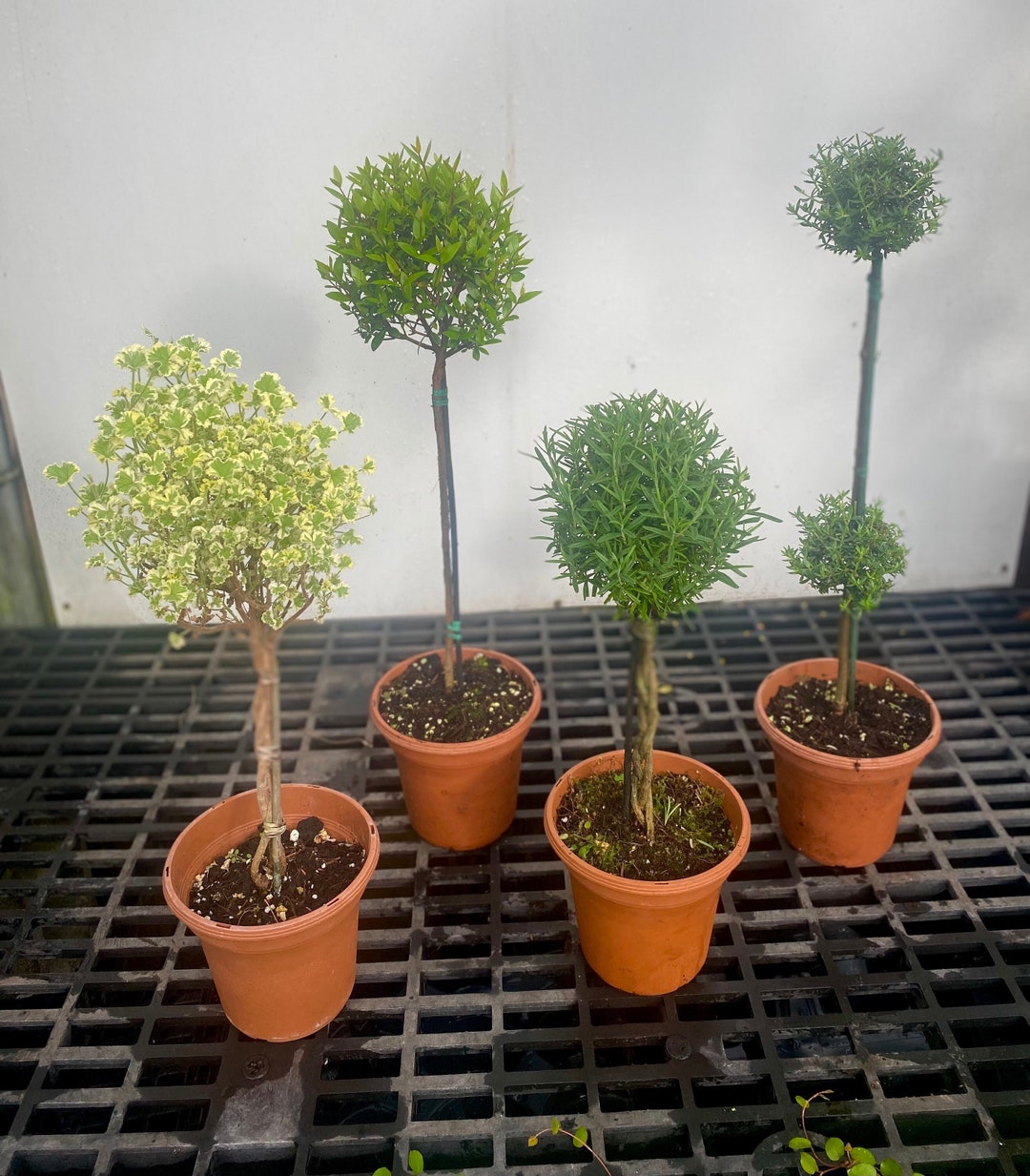 Topiary Mix 4 Pack of Live Topiaries Myrtle Rosemary Scented Geranium