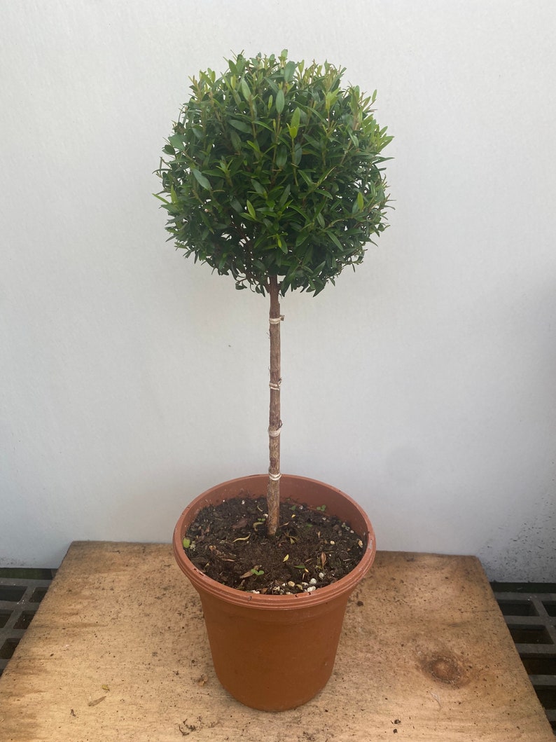 Myrtle topiary 6" pot