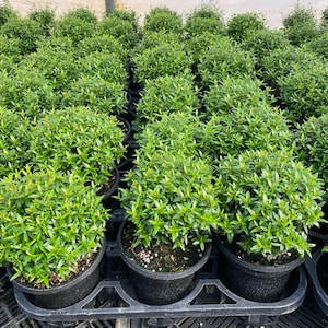 May include: Rows of potted green plants with small, pointed leaves. The plants are in black plastic pots, arranged in a grid pattern. The plants are lush and vibrant, suggesting healthy growth. The background is a greenhouse setting.