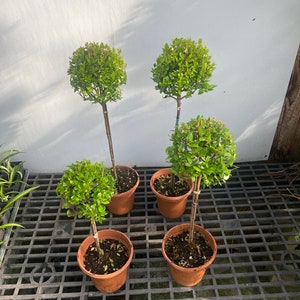 Myrtle topiary 4 pack multi sizes in 6” pots real live topiaries 14"-24"