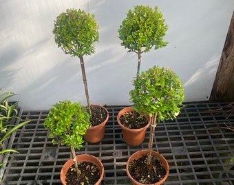 Myrtle topiary 4 pack multi sizes in 6” pots real live topiaries 14"-24"