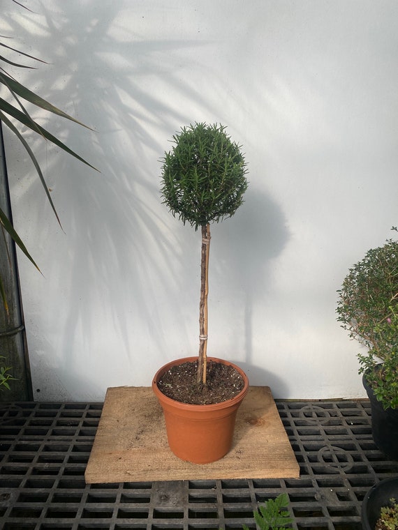 rosemary topiary