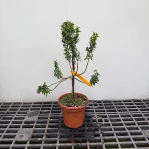 May include: A small potted plant with thin, woody stems and narrow green leaves, featuring a bright orange plastic plant tag attached to the main trunk. The plant is housed in a terracotta-colored plastic pot filled with dark soil.