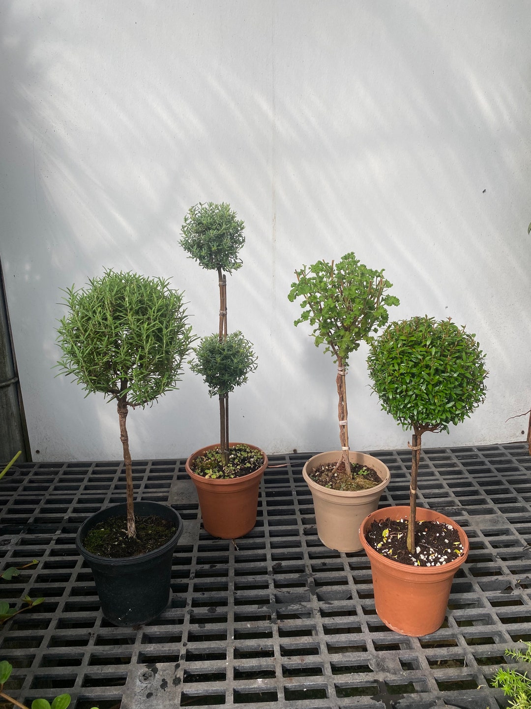 Topiary Mix Pack Real Live Topiaries 6 Pots Myrtle Westringia Rosemary