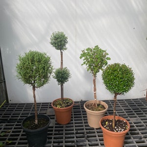 Topiary mix pack real live topiaries 6" pots myrtle - westringia - rosemary - scented geranium