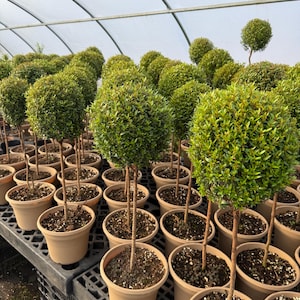 May include: A greenhouse filled with potted topiary trees. The trees are all trimmed into perfect spheres and are in various sizes. The trees are in brown pots and are arranged in rows on a black plastic table.