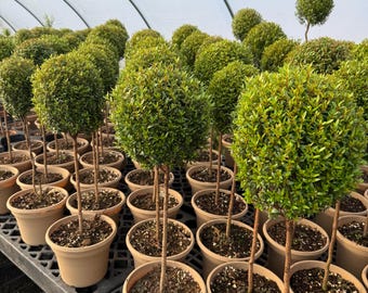 Myrtle Topiary in an 8" pot.  24"-30" height ranges. Myrtle Communis
