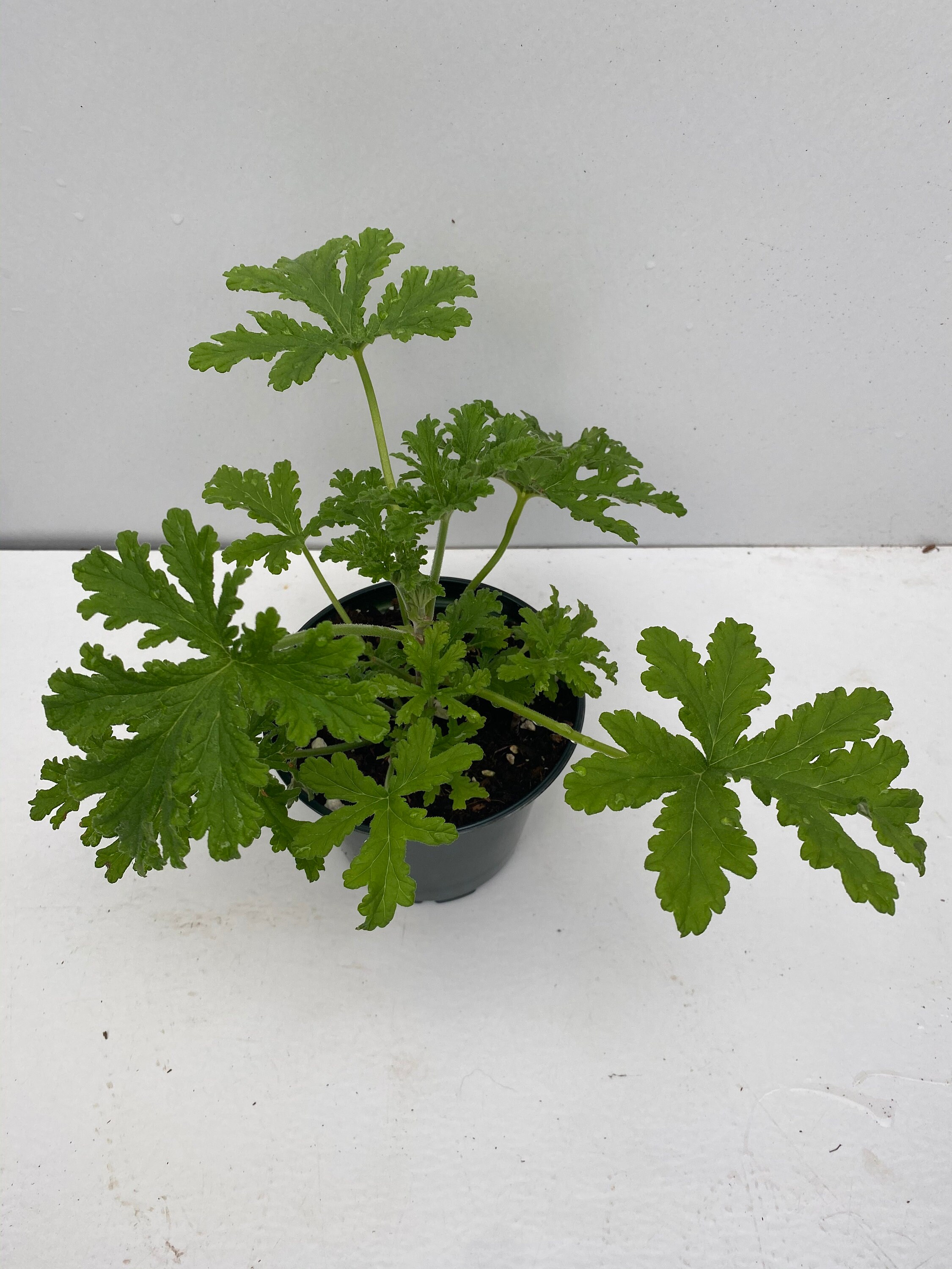 Mosquito plant Citronella Scented Geranium 4.5 pot Etsy