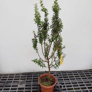 May include: A tall, slender plant with thin, green, pointed leaves and small, dark purple berries growing on a woody stem. The plant is potted in a round, terracotta-colored plastic container with a yellow identification tag attached.