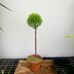 Myrtle romana topiary in a 6&quot; pot