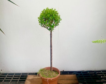 Myrtle romana topiary in a 6" pot