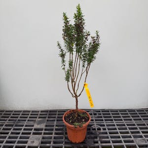 May include: A tall, slender plant with thin green leaves and small dark purple flowers, potted in a terracotta-colored plastic container. A bright yellow rectangular tag with the handwritten text GZ-8-30 is attached to the stem.