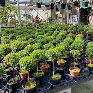 Myrtle topiary 6&quot; pot -  real live topiary plant