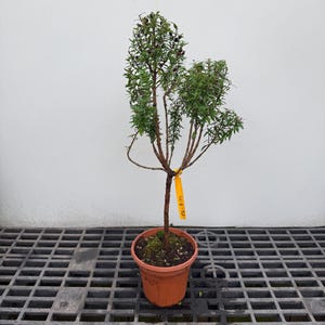 May include: A small potted plant with a slender brown trunk and green leaves, featuring small dark berries at the top. A bright yellow rectangular tag is attached to the stem with the handwritten text E6-8-24 in black ink.