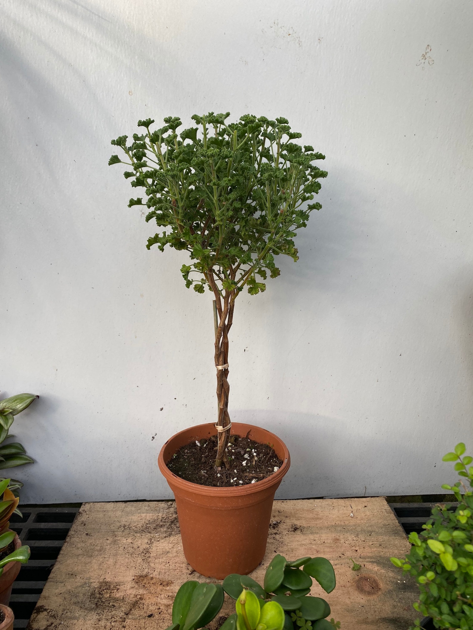 Scented Geranium Topiary Braid or Twist in a 6 Pot Etsy