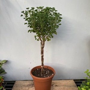 Scented Geranium Topiary braid or twist in a 6&quot; pot