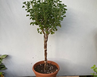 Scented Geranium Topiary braid or twist in a 6" pot