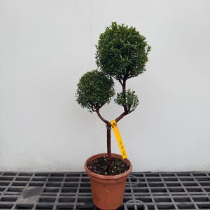 May include: A topiary plant with three distinct rounded clusters of dark green leaves on a single brown stem, planted in a terracotta-colored plastic pot. A bright yellow rectangular tag with the handwritten text As-6-24 is attached.