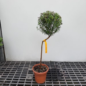 May include: A small topiary plant with a spherical crown of green leaves and dark buds, supported by a single thin brown stem in a terracotta-colored plastic pot. A bright yellow tag with the handwritten text 12-8-24 is attached to the stem.