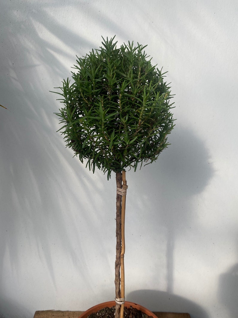 Rosemary Topiary Tall 2430 in an 8 Pot. Real Live Etsy