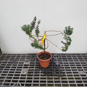 May include: A small plant with thin, woody, arched branches and dark green leaves, potted in a terracotta-colored plastic container. A bright yellow tag with the handwritten text 12-4-20 is attached to the central stem.