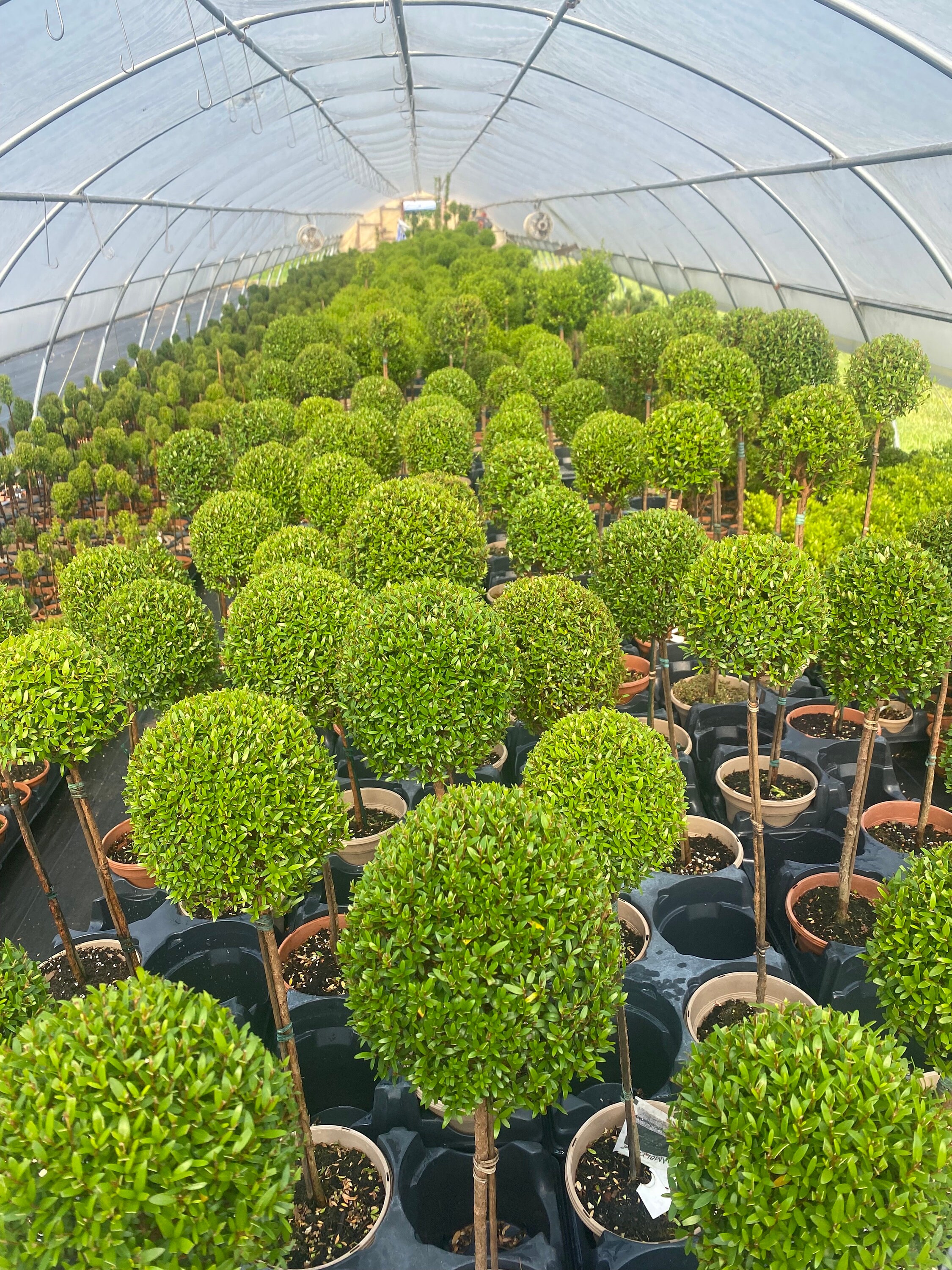 Topiario de mirto de 53-61 cm de alto en maceta de 15 cm - Planta topiaria  viva y real - Etsy México, image size:2250x3000