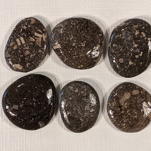 May include: Six smooth, dark brown, oval-shaped stones with white fossilized inclusions. The stones are arranged in two rows of three.